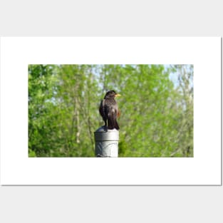 American Robin Perched On A Fence Post Posters and Art